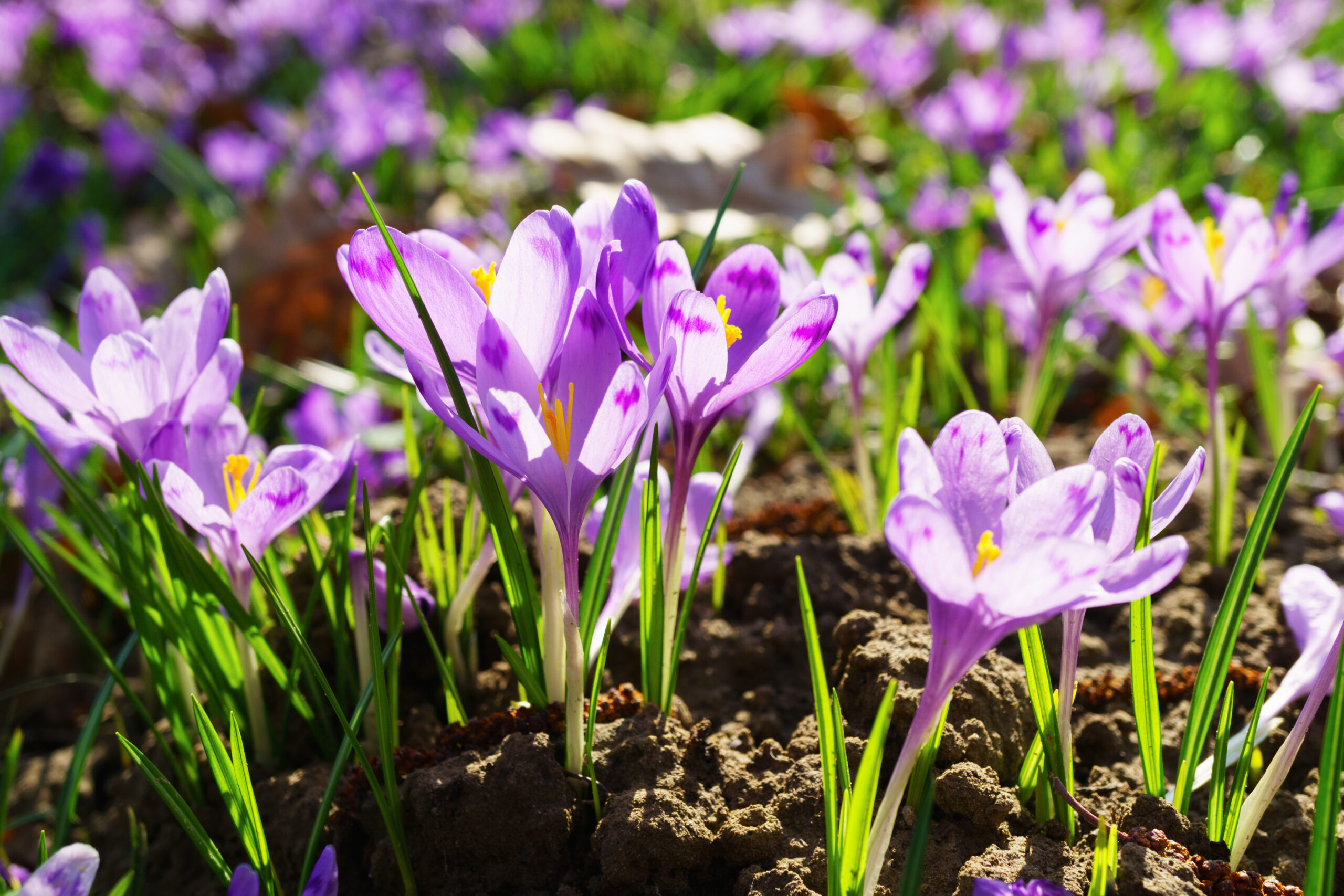 Wiosna, wiosna jesteś już?